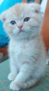 Шотландський висловухий котик хлопчик, кремовий таббі