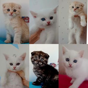 Шотландський висловухий котик хлопчик, кремовий таббі