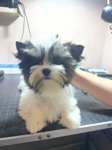 Мальчик бивер, документы КСУ