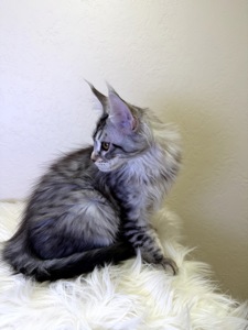 мейн кун хлопчик