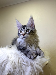 мейн кун хлопчик