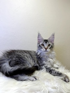 мейн кун хлопчик