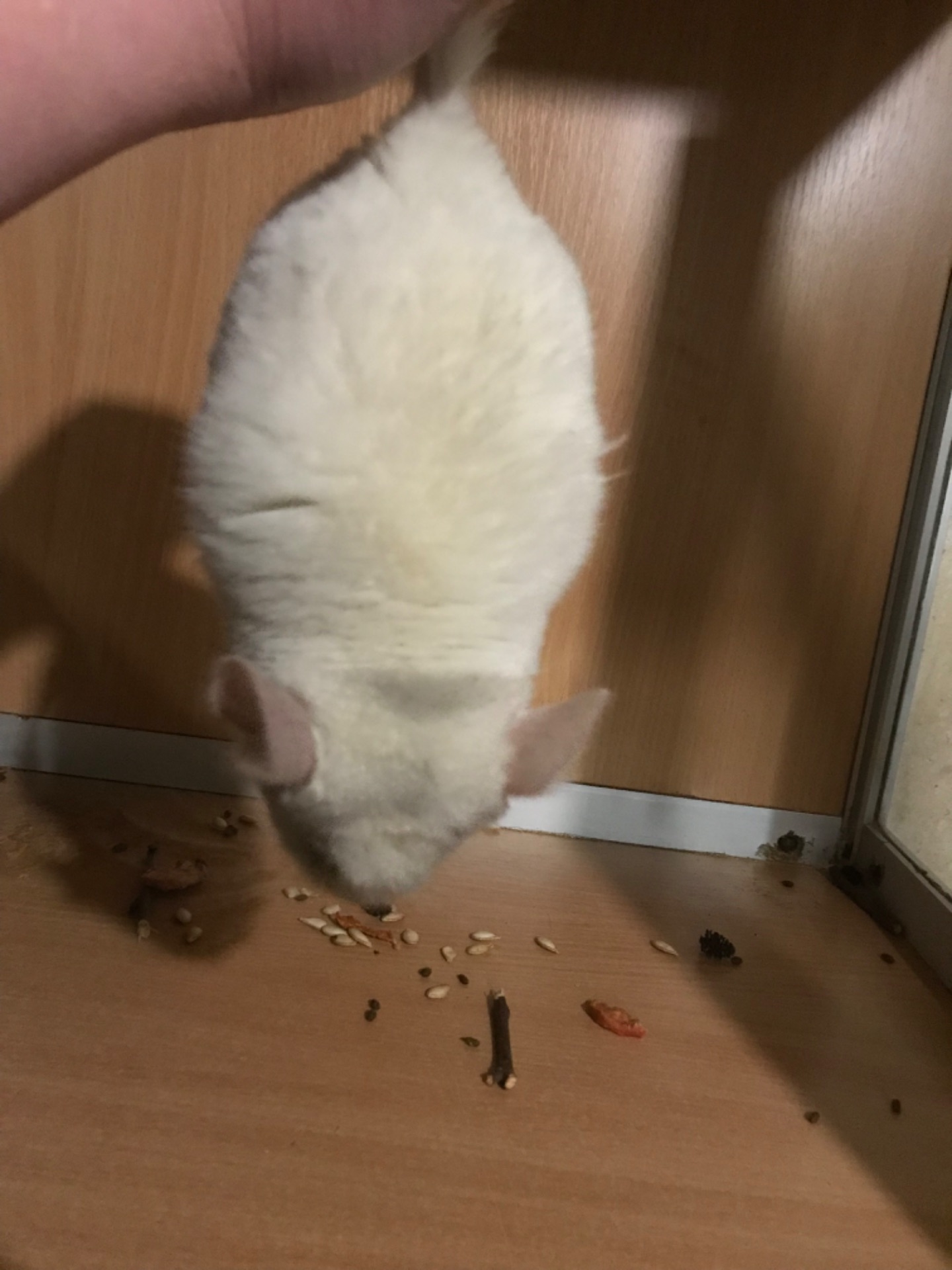 Братики шиншили білорожеві ебоні носії фіолету (можливо фіолети)