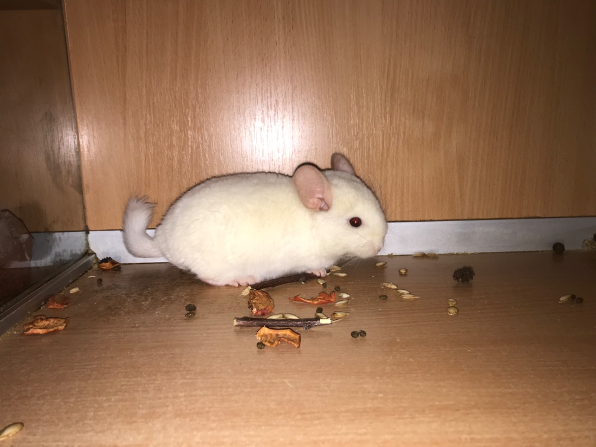 Братики шиншили білорожеві ебоні носії фіолету (можливо фіолети)