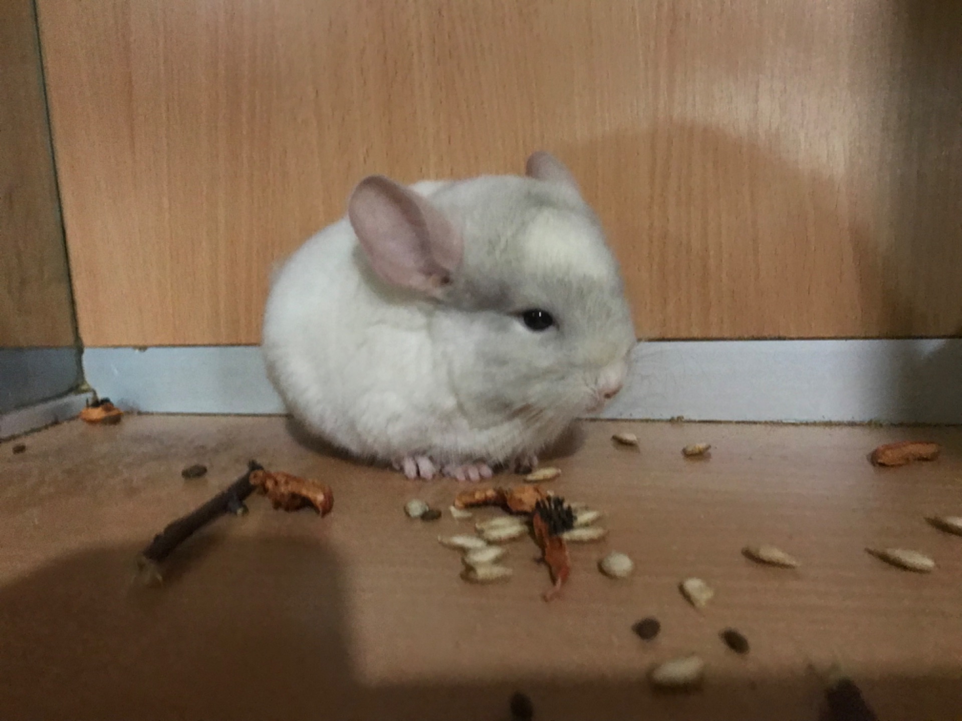 Братики шиншили білорожеві ебоні носії фіолету (можливо фіолети)