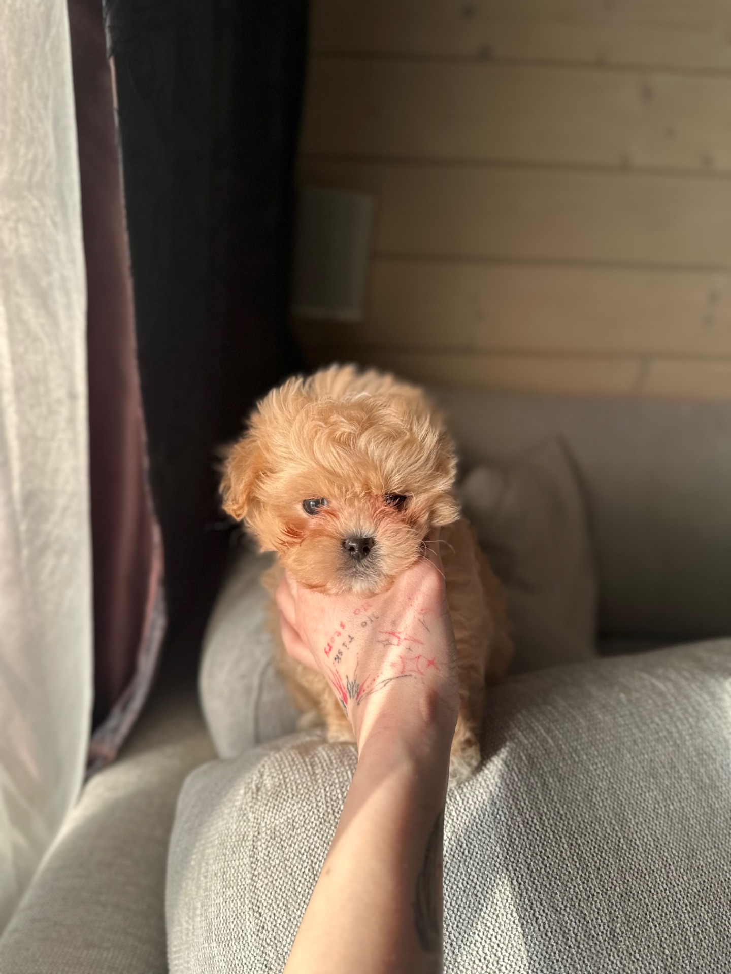 Мальтипу ф1 мини беби фейс 2 месяца Кремового окраса (слоновая кость)