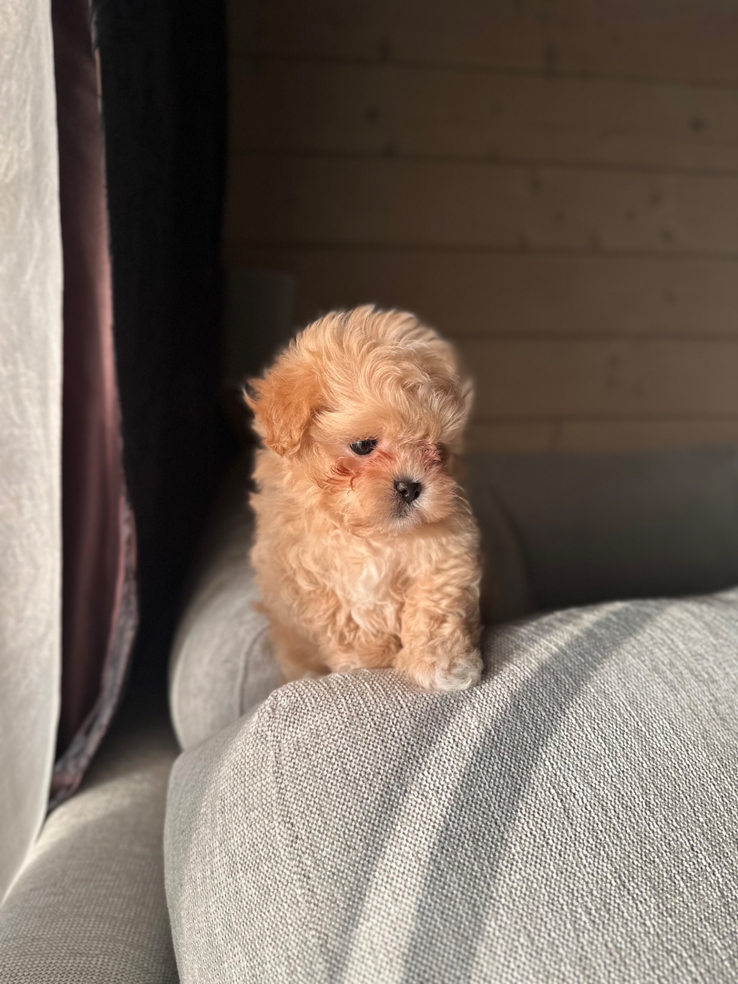 Мальтипу ф1 мини беби фейс 2 месяца Кремового окраса (слоновая кость)