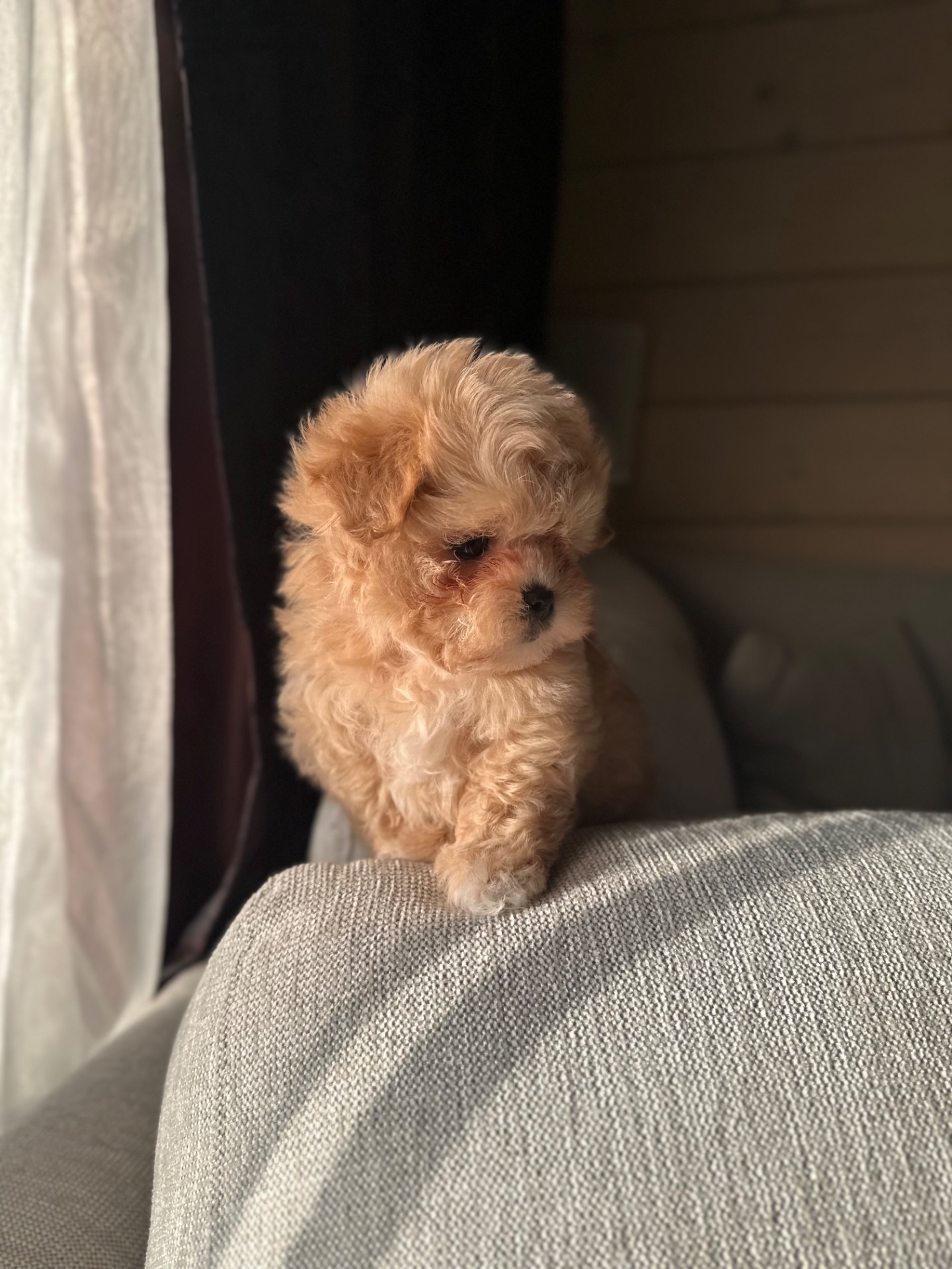 Мальтипу ф1 мини беби фейс 2 месяца Кремового окраса (слоновая кость)