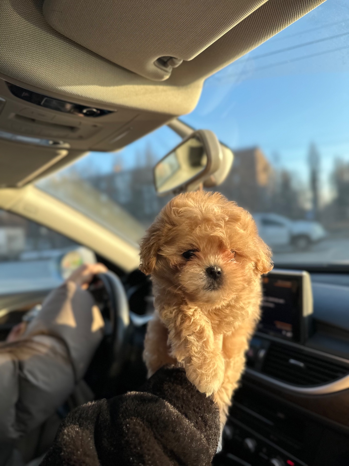 Мальтипу ф1 мини беби фейс 2 месяца Кремового окраса (слоновая кость)