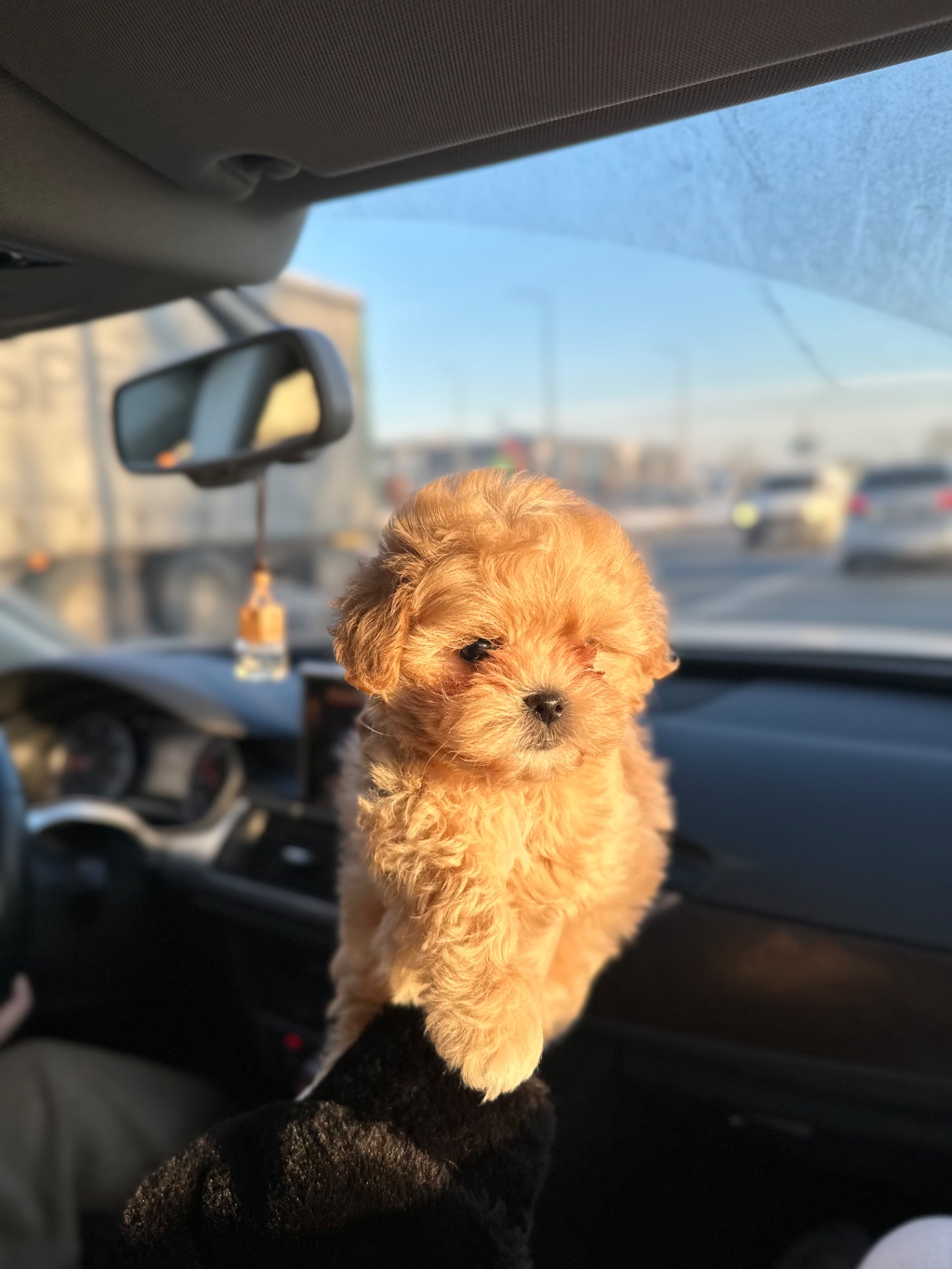 Мальтипу ф1 мини беби фейс 2 месяца Кремового окраса (слоновая кость)