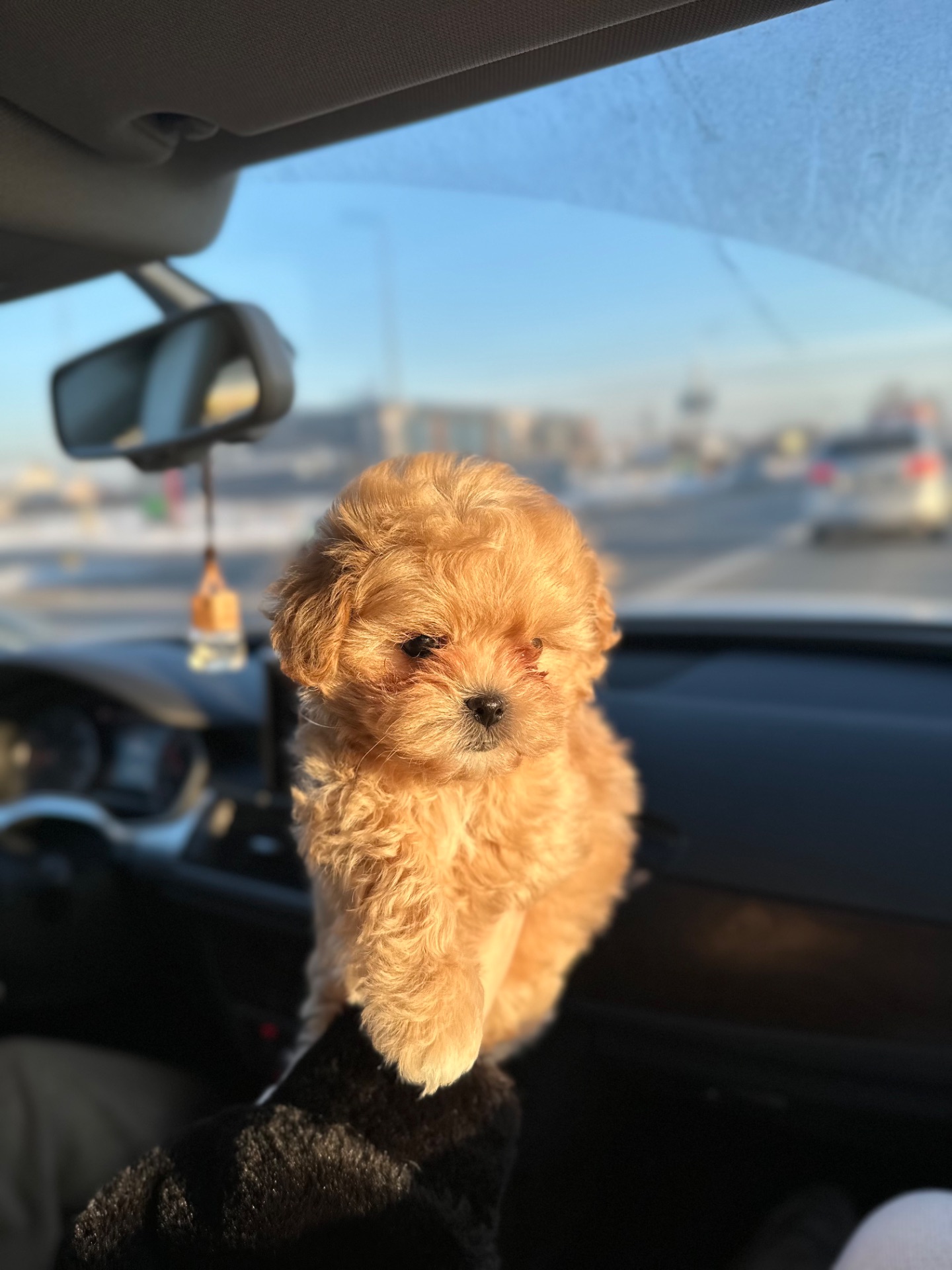 Мальтипу ф1 мини беби фейс 2 месяца Кремового окраса (слоновая кость)