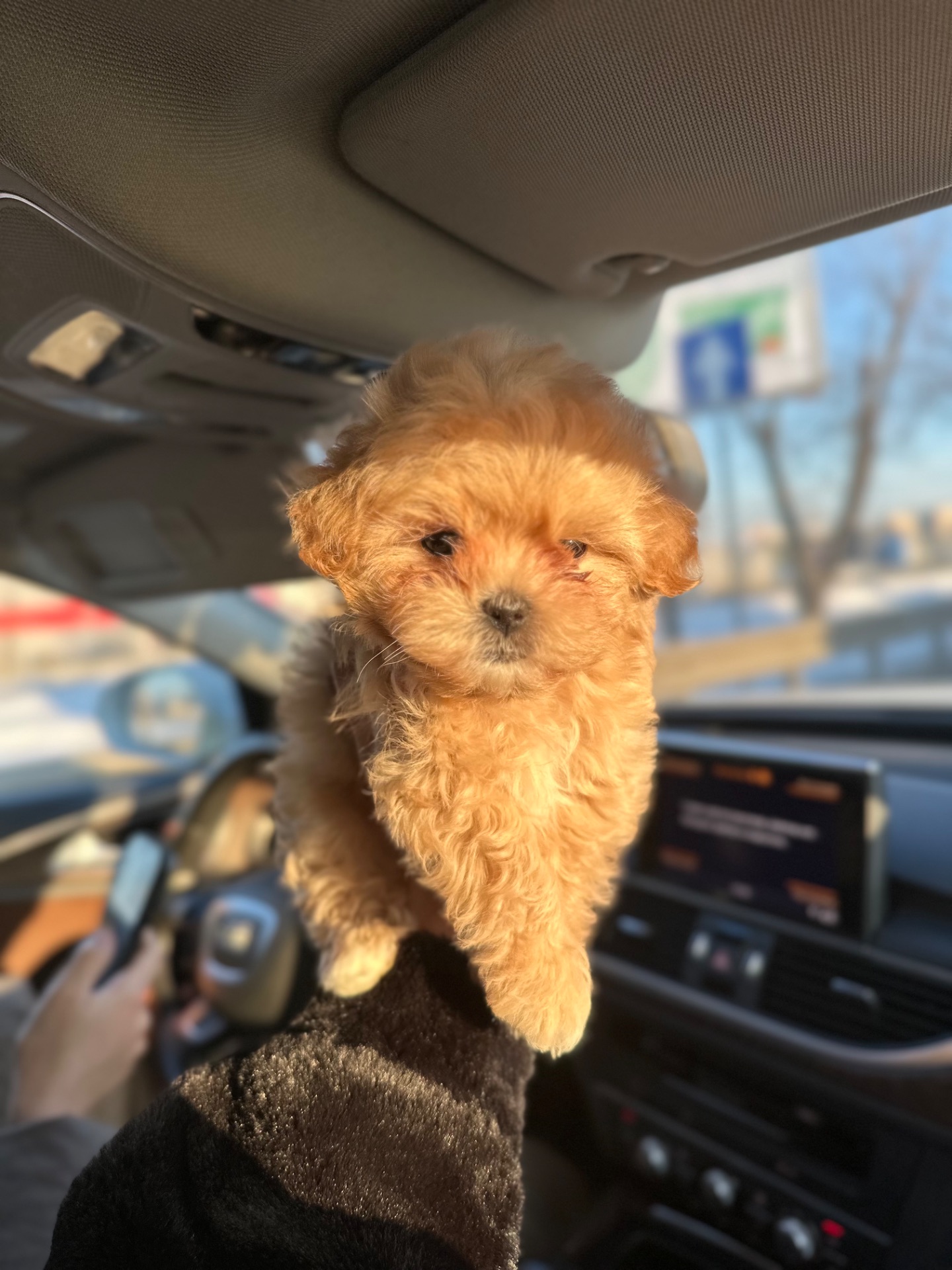 Мальтипу ф1 мини беби фейс 2 месяца Кремового окраса (слоновая кость)