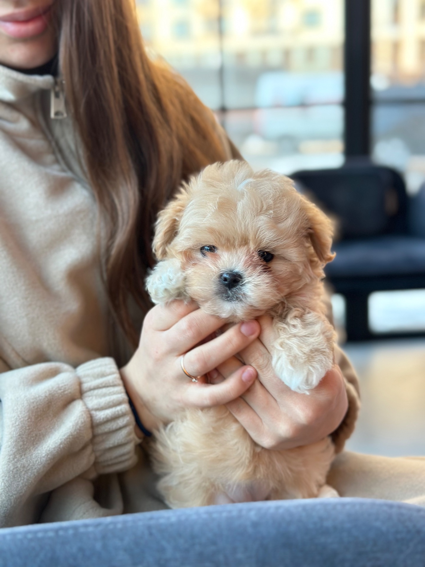 Мальтипу ф1 мини беби фейс 2 месяца Кремового окраса (слоновая кость)