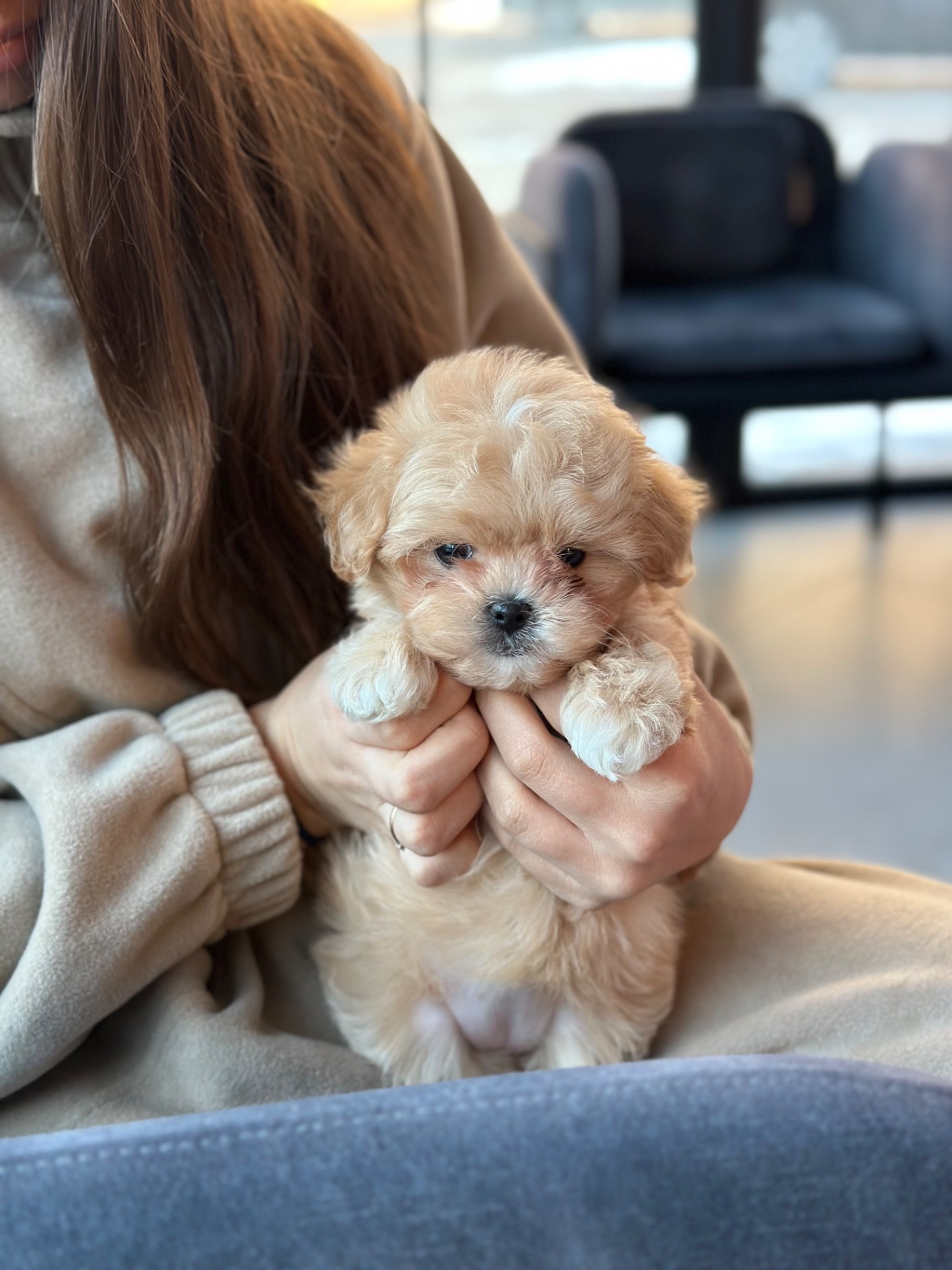 Мальтипу ф1 мини беби фейс 2 месяца Кремового окраса (слоновая кость)