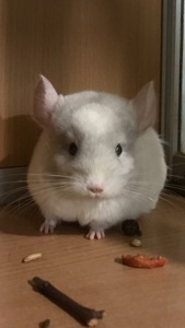 Братики шиншили білорожеві ебоні носії фіолету (можливо фіолети)