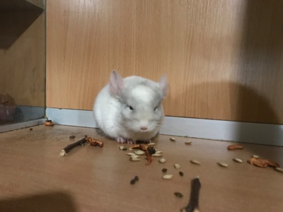 Братики шиншили білорожеві ебоні носії фіолету (можливо фіолети)