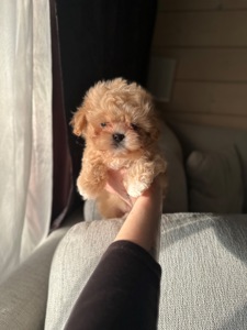 Мальтипу ф1 мини беби фейс 2 месяца Кремового окраса (слоновая кость)