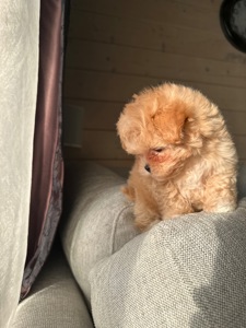 Мальтипу ф1 мини беби фейс 2 месяца Кремового окраса (слоновая кость)