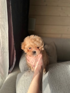 Мальтипу ф1 мини беби фейс 2 месяца Кремового окраса (слоновая кость)