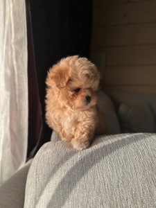 Мальтипу ф1 мини беби фейс 2 месяца Кремового окраса (слоновая кость)