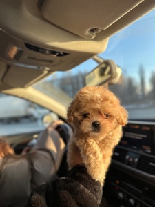 Мальтипу ф1 мини беби фейс 2 месяца Кремового окраса (слоновая кость)