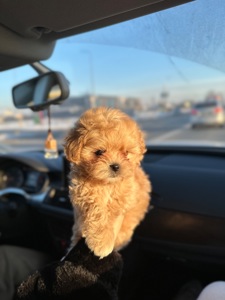 Мальтипу ф1 мини беби фейс 2 месяца Кремового окраса (слоновая кость)