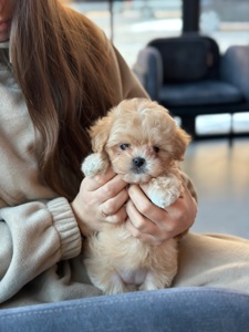 Мальтипу ф1 мини беби фейс 2 месяца Кремового окраса (слоновая кость)