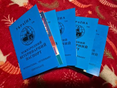 Маленькі «грілочки» шукають люблячу родину!