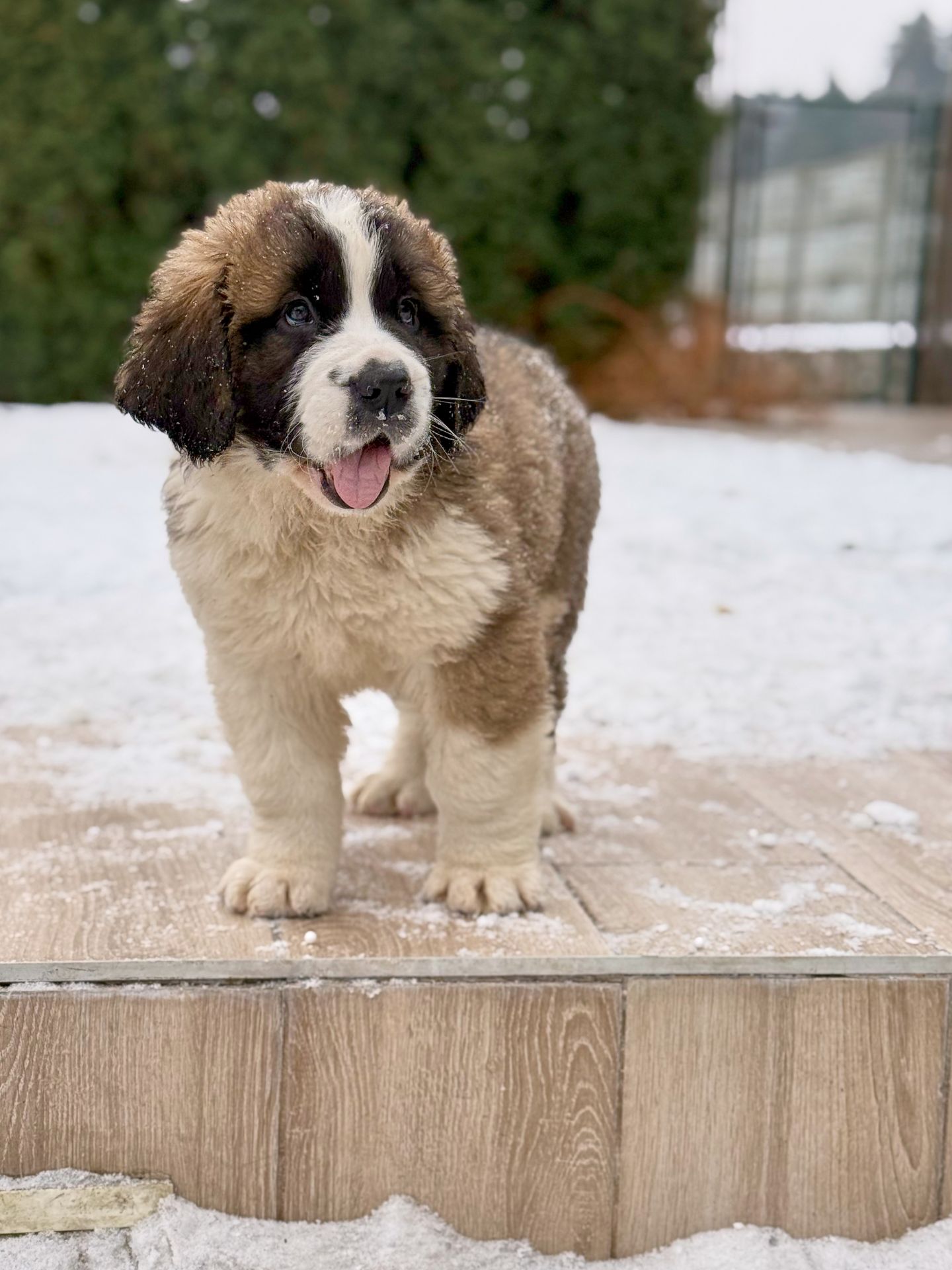 Цуцики Сенбернара