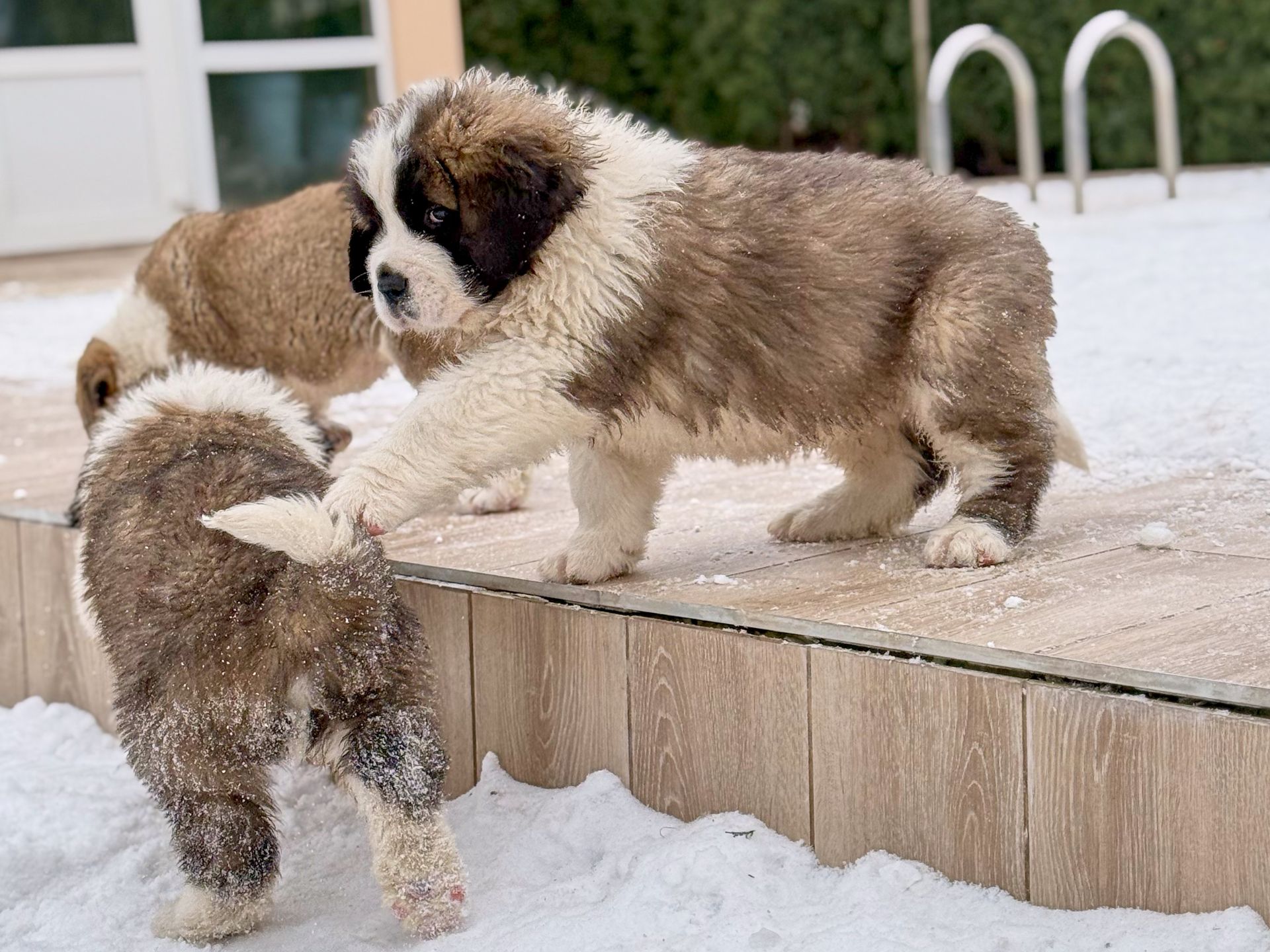 Цуцики Сенбернара