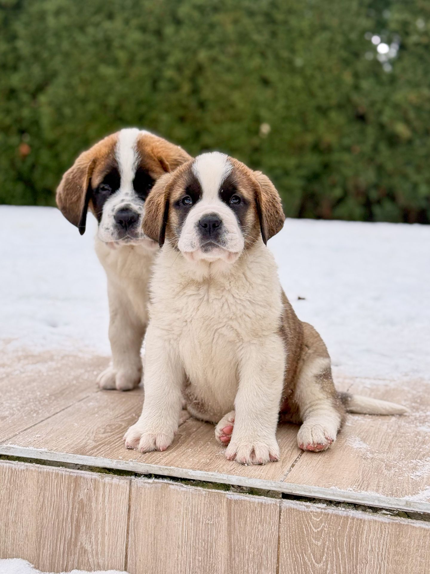 Цуцики Сенбернара