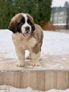 Цуцики Сенбернара