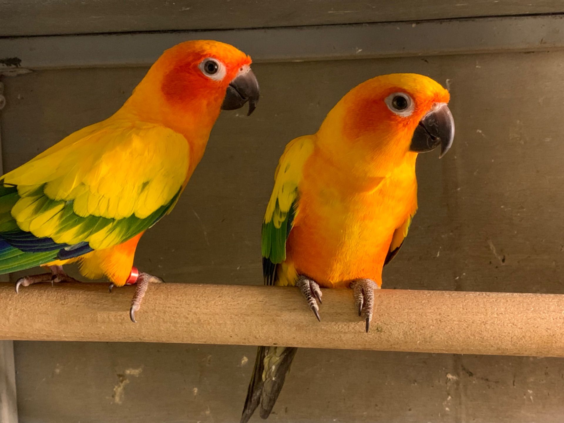 Аратинга сонячна молоді пташки для розмови