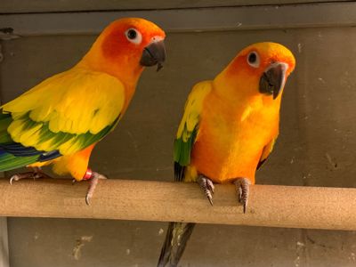 Аратинга сонячна молоді пташки для розмови