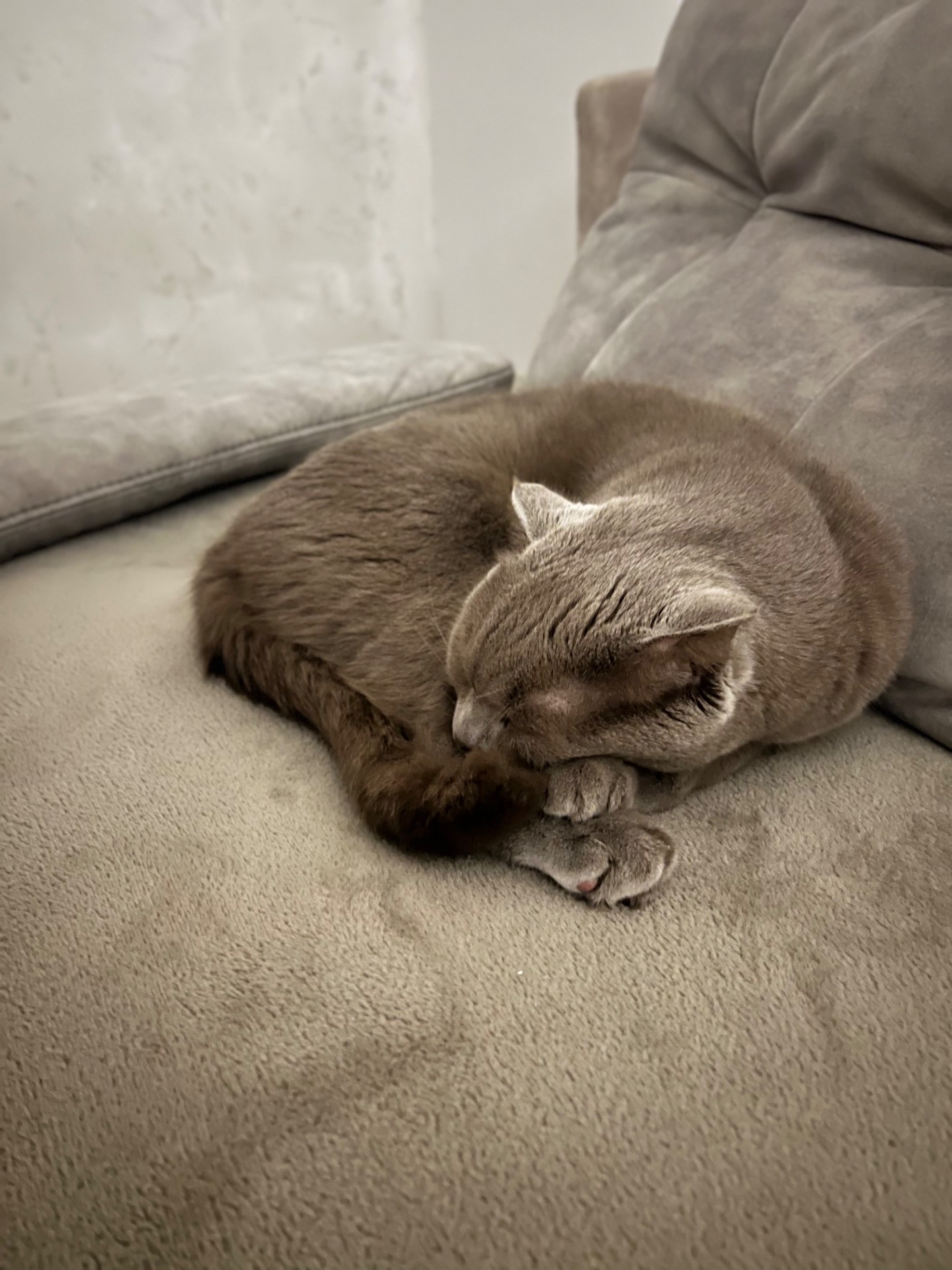 Кіт Лео шукає дім