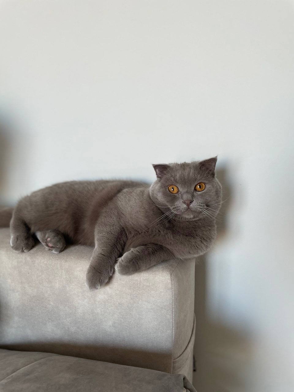 Кіт Лео шукає дім