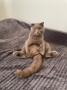 Кіт Лео шукає дім