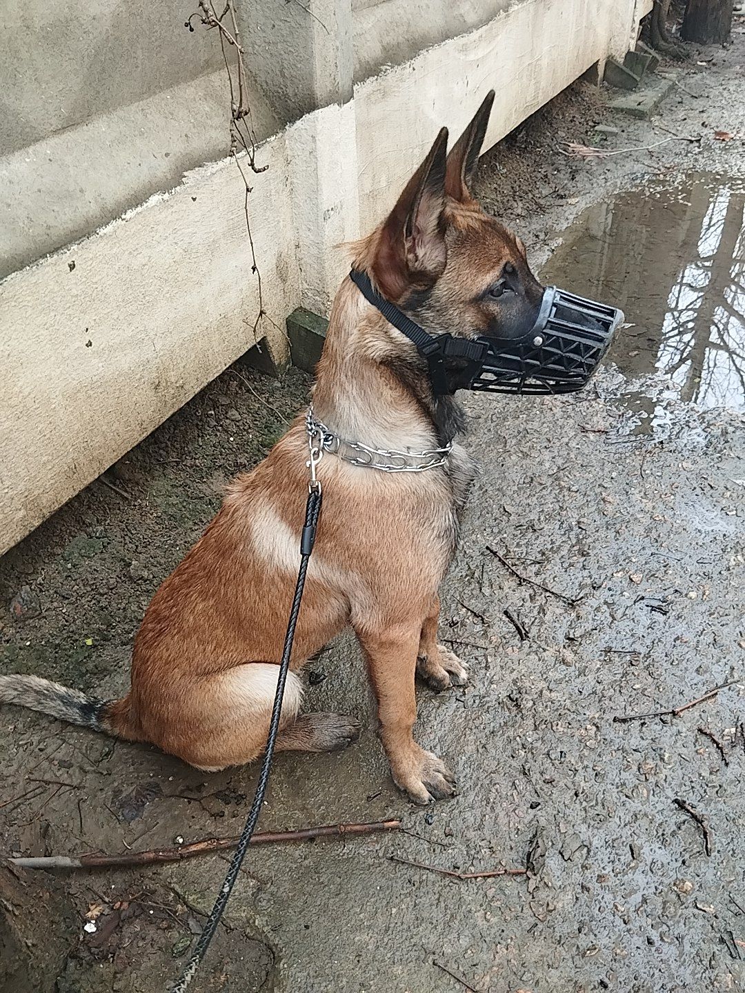 Щенок бельгийской овчарки
