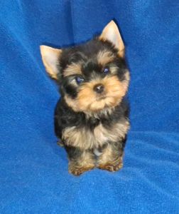 Міні йорік, тендітний хлопчик