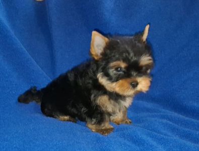 Міні йорік, тендітний хлопчик