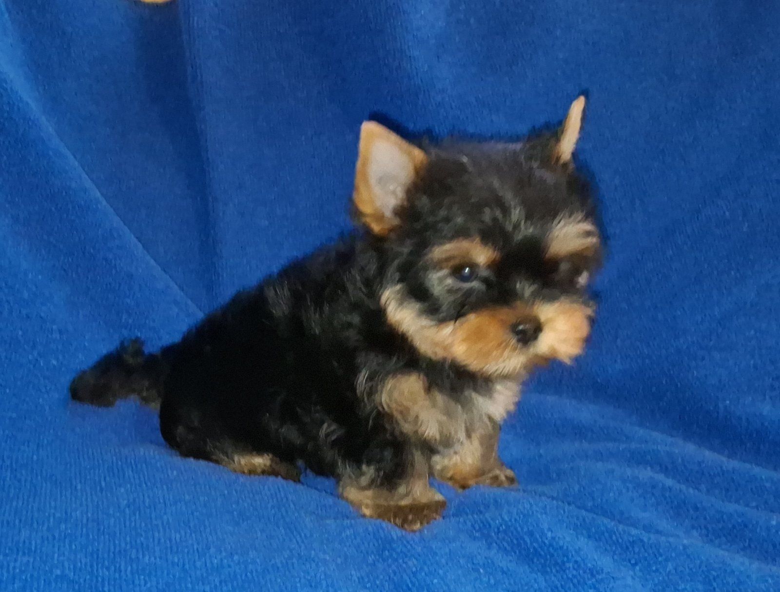 Міні йорік, тендітний хлопчик