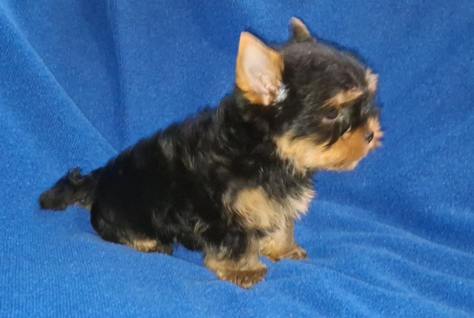 Міні йорік, тендітний хлопчик