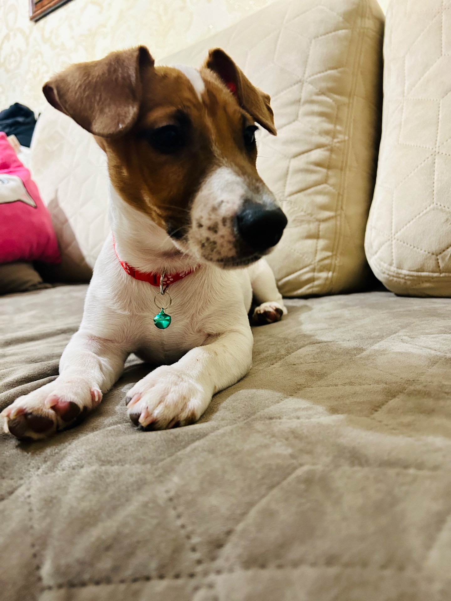 Цуценя Джек рассел терʼєр! Дівчинка!