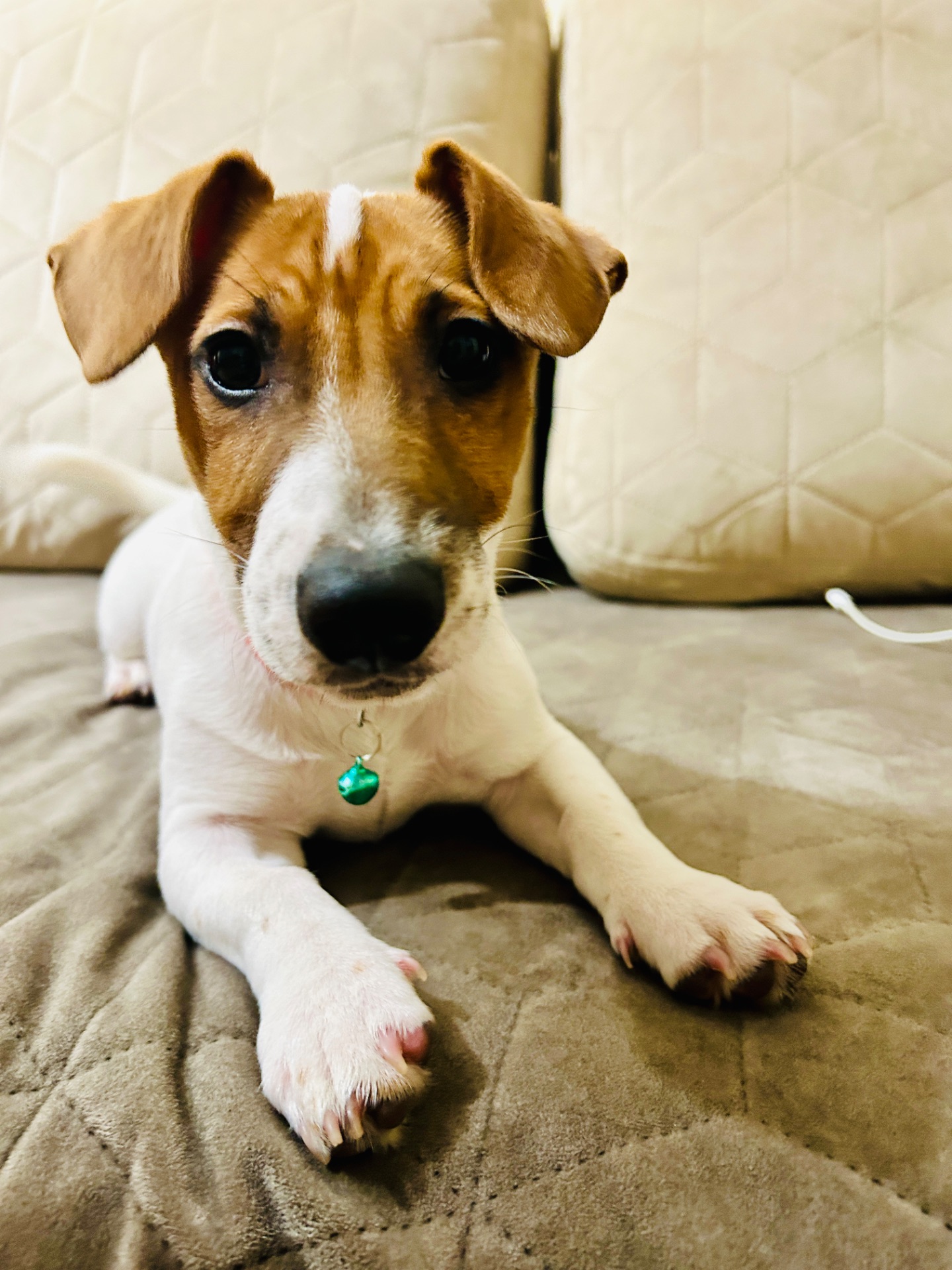 Цуценя Джек рассел терʼєр! Дівчинка!