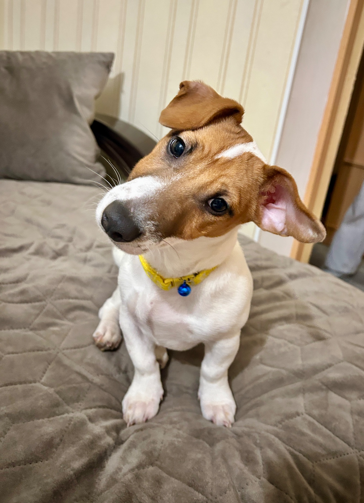 Цуценя Джек рассел терʼєр! Дівчинка!