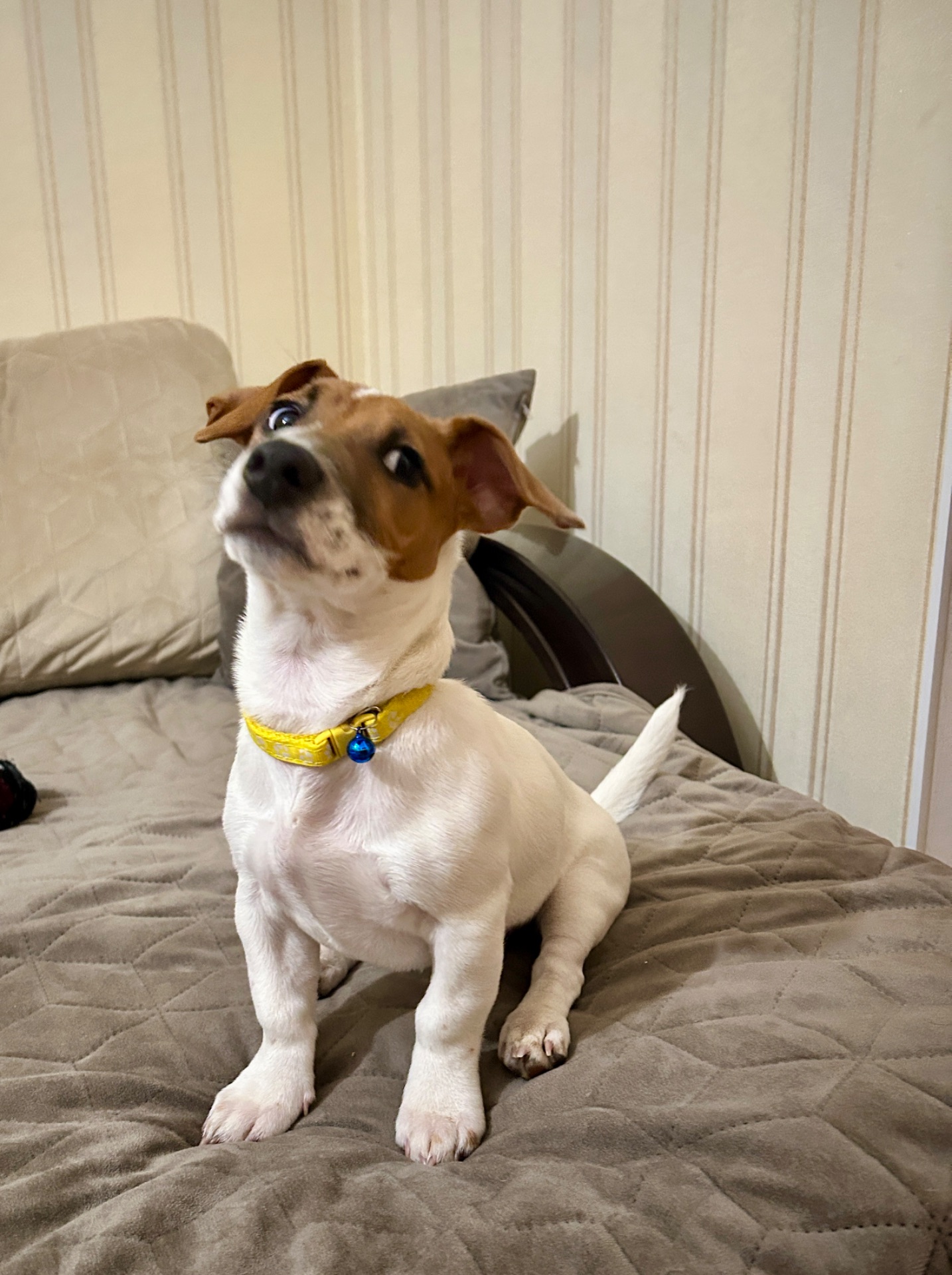 Цуценя Джек рассел терʼєр! Дівчинка!