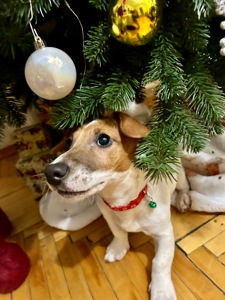 Цуценя Джек рассел терʼєр! Дівчинка!