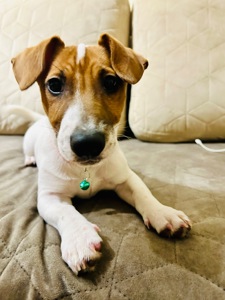 Цуценя Джек рассел терʼєр! Дівчинка!