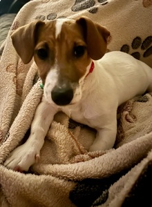 Цуценя Джек рассел терʼєр! Дівчинка!