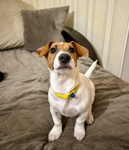 Цуценя Джек рассел терʼєр! Дівчинка!